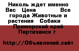 Николь ждет именно Вас › Цена ­ 25 000 - Все города Животные и растения » Собаки   . Приморский край,Партизанск г.